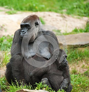 Cute baby and mother gorilla