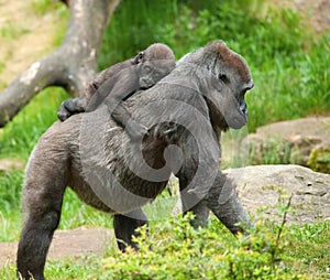 Cute baby and mother gorilla