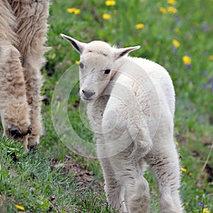 Cute Baby Mountain Goat