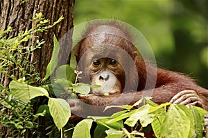 Cute baby orangutan photo