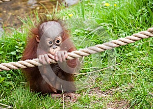 Cute baby orangutan