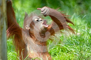 Cute baby orangutan photo