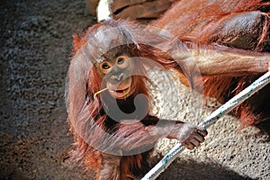 Cute baby orangutan
