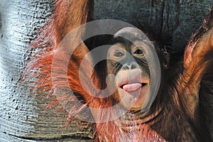 Cute baby orangutan photo