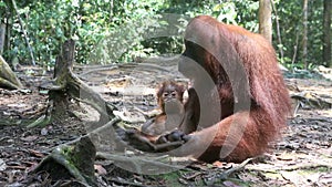 Cute baby orangutan and mother in rain forest