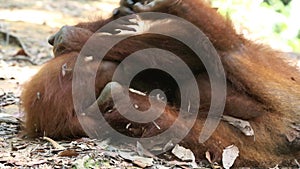 Cute baby orangutan and mother in rain forest