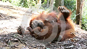 Cute baby orangutan and mother in rain forest