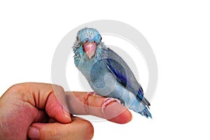 Cute Baby Pacific Parrotlet, Forpus coelestis, perched against