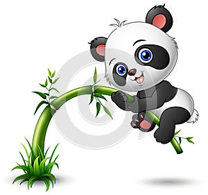 Cute baby panda tree climbing bamboo