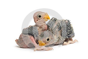 A cute baby parrot isolated on white background