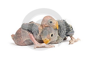 A cute baby parrot isolated on white background