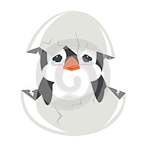 Cute baby penguin crying hatched in egg