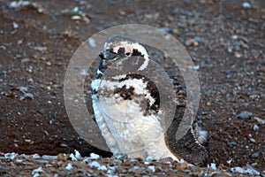 Cute baby penguin in Magdalena Island