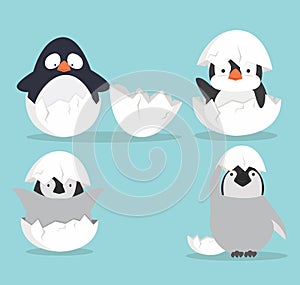 Cute Baby penguins hatched in egg vector