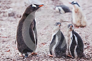 cute baby penguins, mother with chics, birds of Antarctica