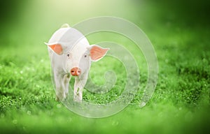 Cute baby pig looking into the camera on green grass background