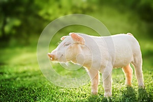 Cute baby pig relaxing on green grass background