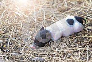 Cute baby pig sleeping on grass straw