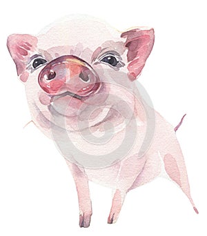 Cute baby piggy, symbol of New Year 2019.