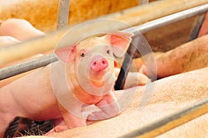 Cute Baby Piglet photo