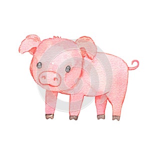 Cute baby piglet isolated on white. Watercolor farm animal. Childish character