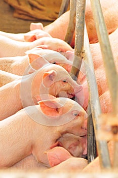 Cute Baby Piglets