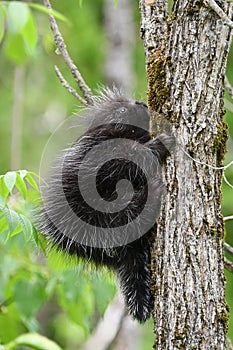 Cute baby Porcupine struggles to climb up a tree