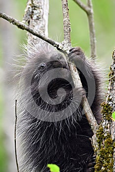 Cute baby Porcupine struggles to climb up a tree
