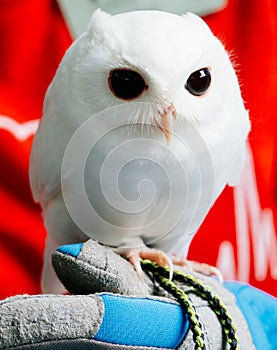 A cute baby pure white owl