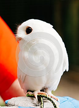 A cute baby pure white owl