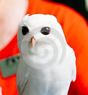 A cute baby pure white owl