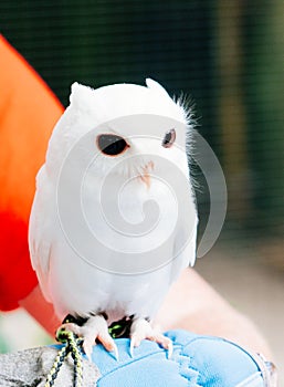 A cute baby pure white owl