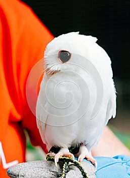 A cute baby pure white owl