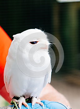 A cute baby pure white owl