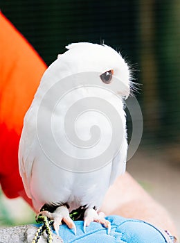 A cute baby pure white owl