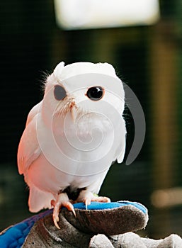 A cute baby pure white owl