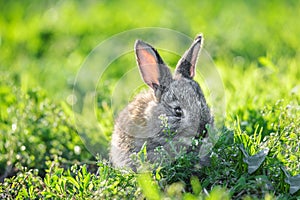 Cute baby rabbit on a green lawn sunshine