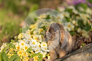 cute baby rabbit outside in garden