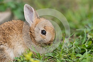 A cute baby rabbit was running and biting the grass in the yard. Rabbits are small animals that people are popular to bring as