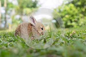 A cute baby rabbit was running and biting the grass in the yard. Rabbits are small animals that people are popular to bring as