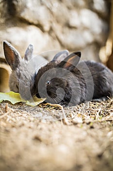 Cute baby rabbits