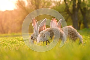 Cute baby rabbits on a green lawn sunshine.