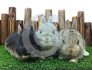 cute baby rabbits netherland dwarf