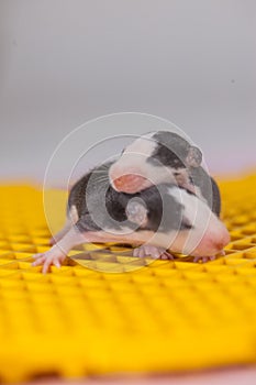 Cute baby rats. Charming little pets on a huge yellow stylized piece of cheese. Cute mice sleep in a bunch. Rat Nest