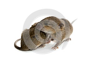 Cute baby rats isolate on white background