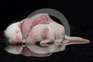 Cute baby rats resting on black background