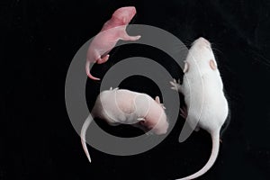 Cute baby rats resting on black background