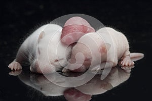 Cute baby rats resting on black background