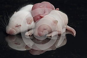 Cute baby rats resting on black background