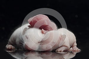 Cute baby rats resting on black background